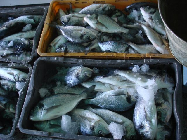 Rybárnica Novalja - Predaj čerstvých rýb skoro ráno pri pláži, najlepšie si ich večer grilovať v grile pri apartmáne